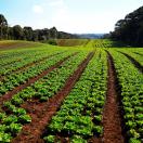 2º Encontro Mesorregional de Agroecologia destaca inovações e comercialização orgânica